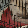 Bringing Pets to Wayne County Sport Events: Rules and Regulations for a Safe and Enjoyable Visit