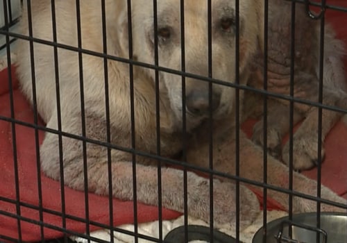 Bringing Pets to Wayne County Sport Events: Rules and Regulations for a Safe and Enjoyable Visit